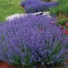 Nepeta x faassenii Walker´s low - P13