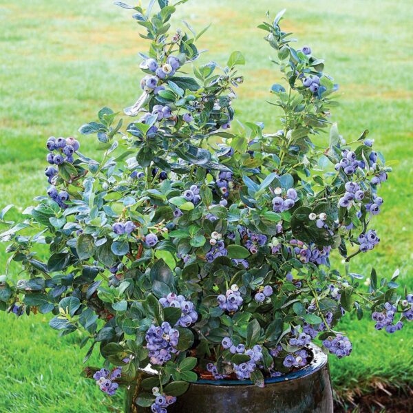 Vaccinium corymbosum 'North Country'®-NOVINKA