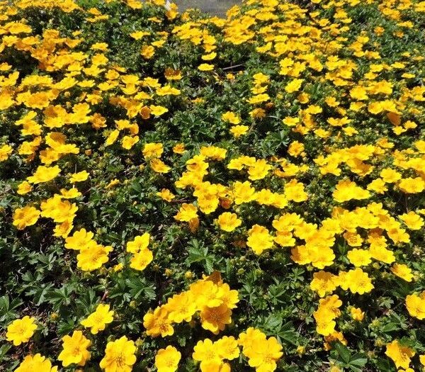 Potentilla crantzii ‘Goldrausch’ K9x9
