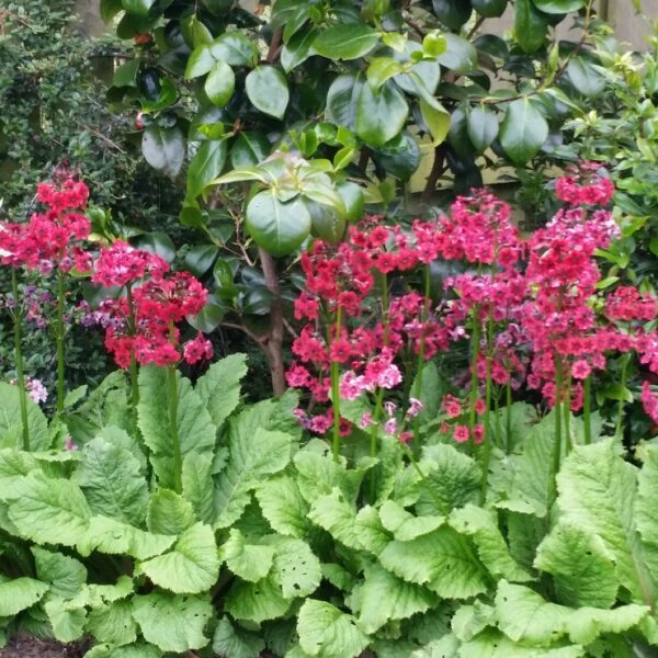 Primula japonica ‘Miller´s Crimson’ Prvosenka japonská, K9x9