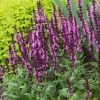 Salvia nemorosa 'Rosakönigin' - P11