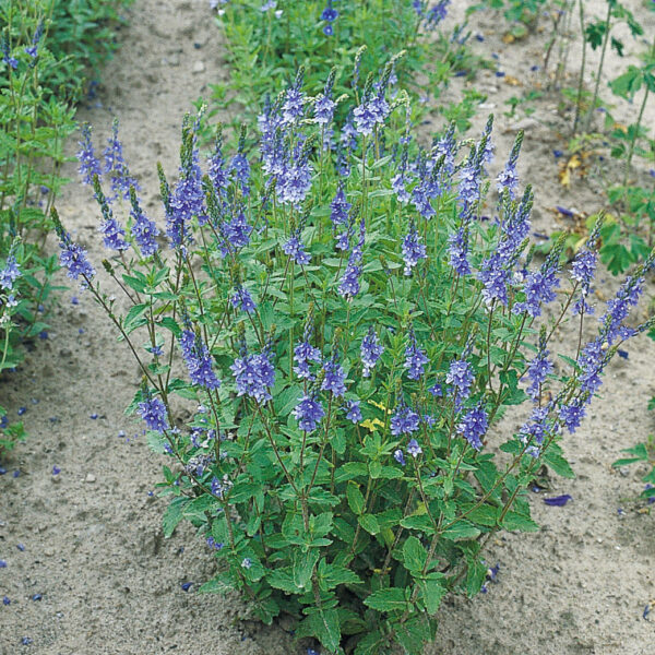 Veronica teucrium Royal Blue, K 9