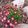 Saxifraga arendsii 'Peter Pan' - K9
