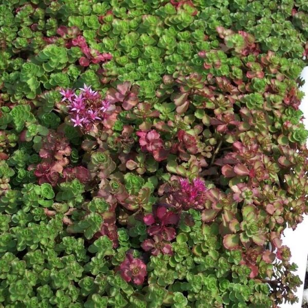 Sedum spurium Dragon´s Blood K11
