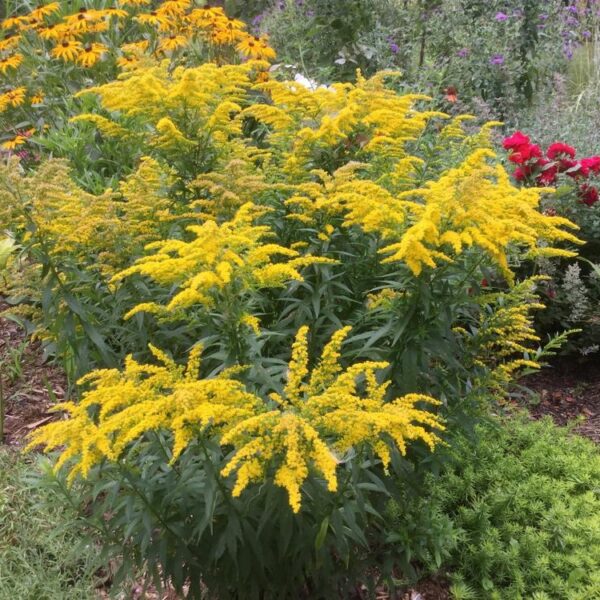 Solidago canadensis ´Golden Baby´ K9
