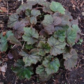Tellima grandiflora ‘Rubra’ K11x11