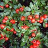 Cotoneaster dammeri - Kontejner 4l, v. kmínku 80 cm