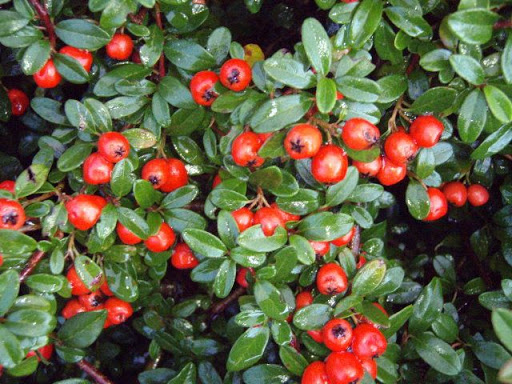 Cotoneaster dammeri - unnamed 7