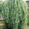 Larix kaempferi 'Stiff Weeper' - Kontejner 10 l, v. kmínku 180 cm
