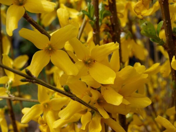 Forsythia intermedia 'Minigold' - vyrn 105Zlatice