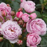 ROSA KORDES 'Nautica' - Image 2
