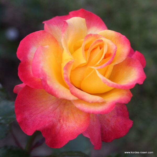 ROSA KORDES 2L Flaming Star®