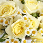ROSA KORDES 2L Limona – velkokvětá růže keřová - Image 3