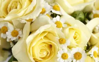ROSA KORDES 2L Limona – velkokvětá růže keřová - 375ac6c97646046df24e3170663a2d750f266931