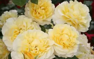 ROSA KORDES 2L Sunny Sky – velkokvětá růže keřová - 40a304deaf70ffbb92dcfa73e42afbb685d3f95b
