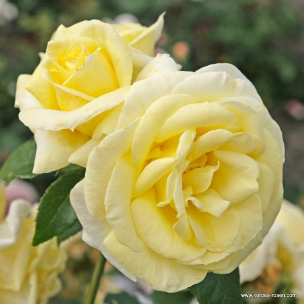 ROSA KORDES 2L Limona – velkokvětá růže keřová - 61c244eea0f84d07df27365ebe3c5a6a58e4ef90