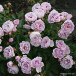 ROSA KORDES 'Nautica' - Image 3