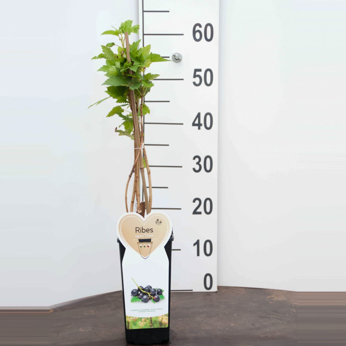 Rybíz černý 'Titania' C2,0 L – keřový - Image 2
