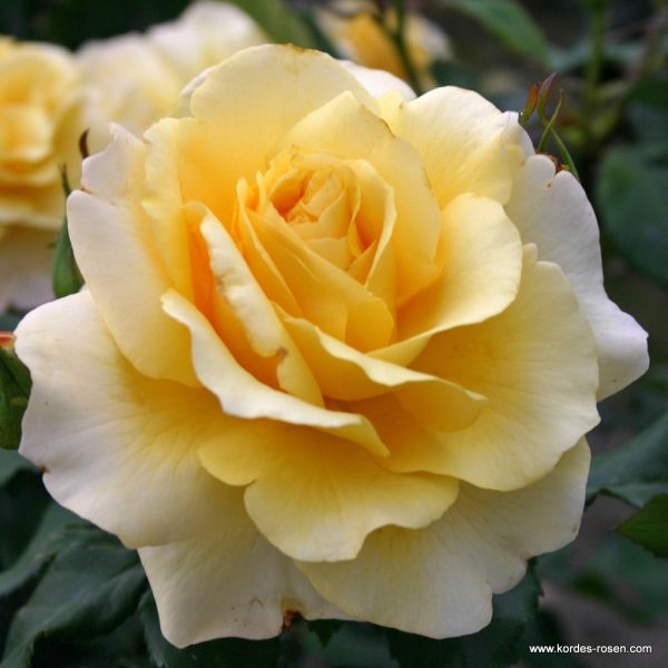 ROSA KORDES 2L Sunny Sky – velkokvětá růže keřová - 7a21c563e97268eba80d35ae7b9dd056c7373daa
