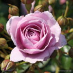 ROSA KORDES 'Nautica'