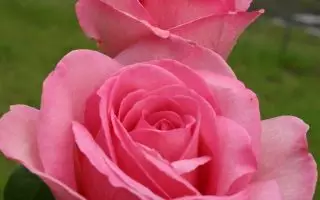 ROSA KORDES 2L Sweet Parole – velkokvětá růže keřová - 80377d479972f7d6c6f35476f37d6a5f16766eb7