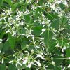Euphorbia hypericifolia 'Diamond Frost' - P 11