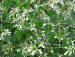Euphorbia hypericifolia 'Diamond Frost'
