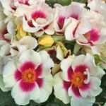 ROSA KORDES, SEE YOU® in purple - Image 3