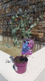 Eucalyptus gunnii 'Azura' - Image 4