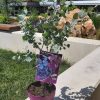Eucalyptus gunnii 'Azura' - C2L-výška kmínku 20 CM