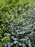 Eucalyptus gunnii 'Azura' - Image 5