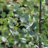 Eucalyptus gunnii 'Azura' - C3L-EXTRA, keřová forma