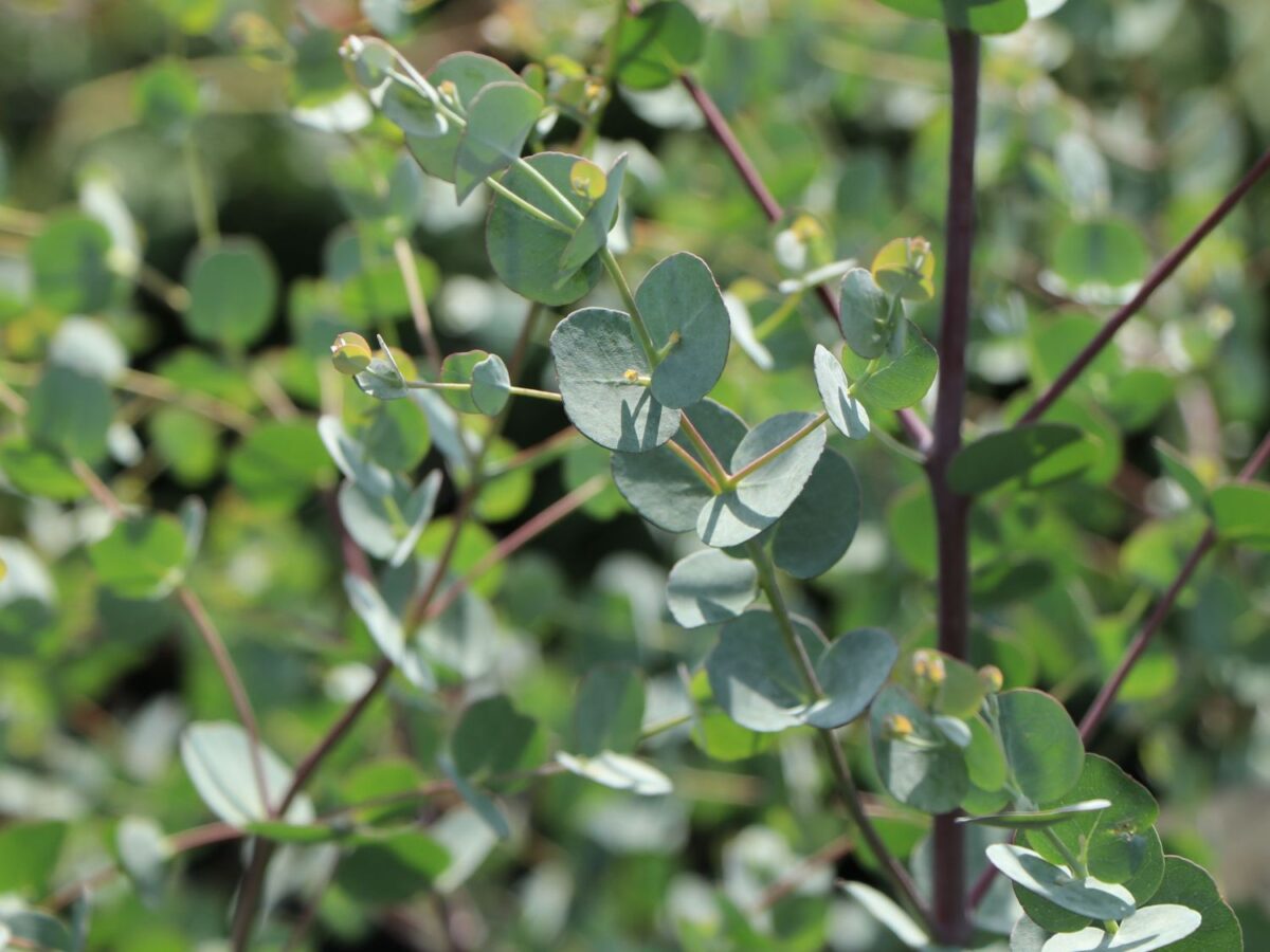 Eucalyptus gunnii 'Azura' - Image 1