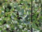 Eucalyptus gunnii 'Azura'