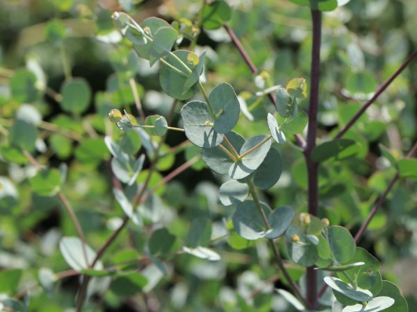 Eucalyptus gunnii 'Azura'-kmínek - Azura 4