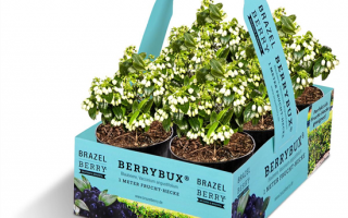 Borůvka BrazelBerries 'Berry Bux'® - RARITA !! - BrazelBerry Sechserpack