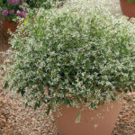 Euphorbia hypericifolia 'Diamond Frost' - Image 3