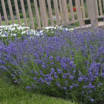 Lavandula angustifolia 'Essence Purple' - Image 2