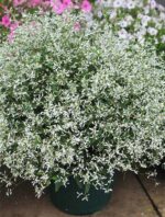 Euphorbia hypericifolia 'Diamond Frost' - Image 4