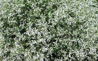 Euphorbia hypericifolia 'Diamond Frost' - EuphorbiahypericifoliaDiamondFrostpbr 51987 1467869416 500 659