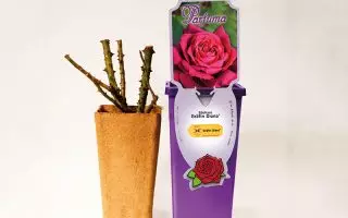 ROSA KORDES 2L Limona – velkokvětá růže keřová - Kontejner kordesw