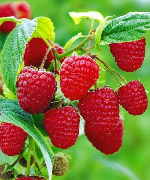 Rubus idaeus ´Malling Promise´ červená malina, keřová C 2,0 L - Malling promise