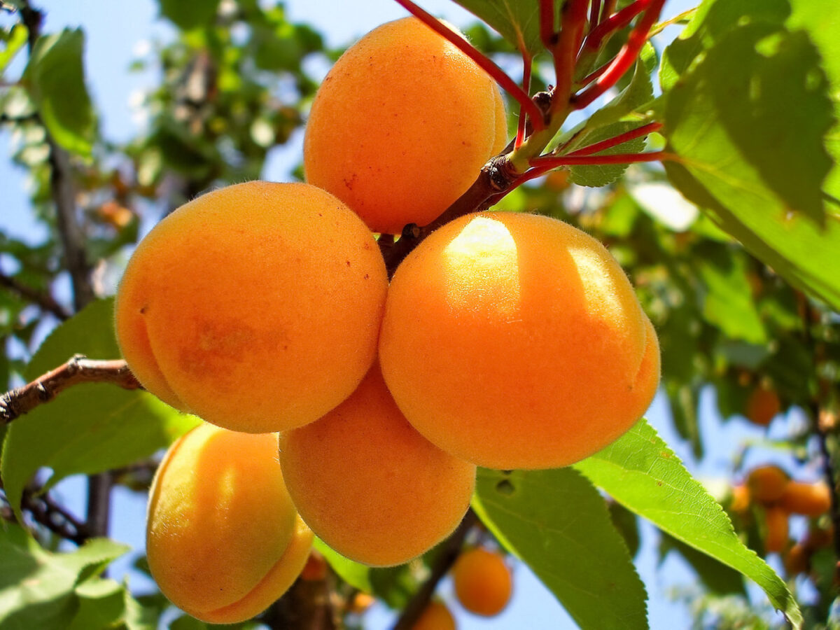 Meruňka 'Early Orange' - Image 1