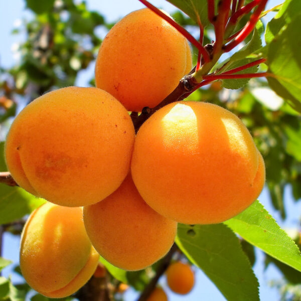 Meruňka 'Early Orange'