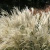 Miscanthus sinensis 'Kleine Fontaine' - K2l