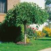 Morus alba 'Pendula' - Kontejner 10 l, v. kmínku 150 cm