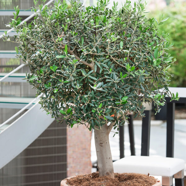Olea europaea