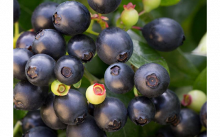 Borůvka BrazelBerries 'Berry Bux'® - RARITA !! - QQ BrazelBerry Berry Bux Beeren Früchte Close up Detail 2