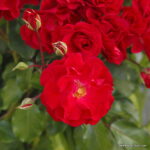 ROSA KORDES 2L Rotilia – Mnohokvětá