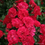 ROSA KORDES 2L Rotilia – Mnohokvětá - Image 2